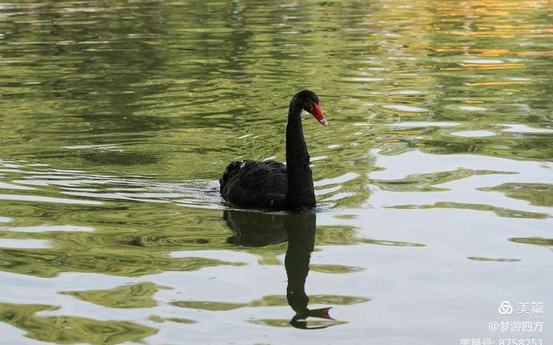 望穿秋水是什么动物-第1张图片-波音达百科