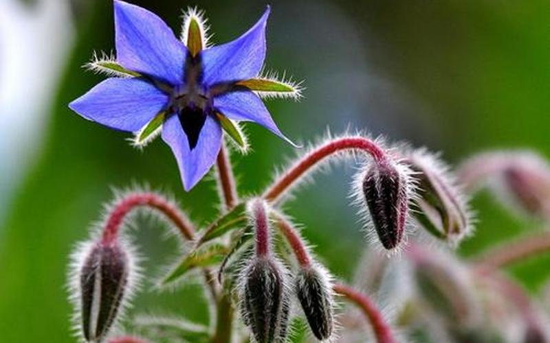 爱上玻璃苣的女孩-第1张图片-波音达百科