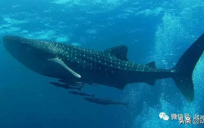 世界上更大的鱼类是鲸鲨还是锦鲤-第1张图片-波音达百科