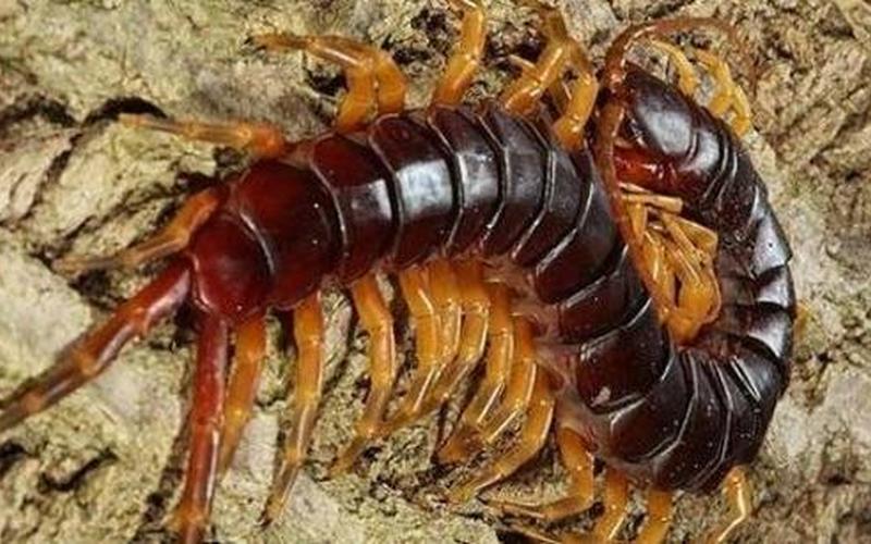 世界上最长的蜈蚣-第1张图片-波音达百科