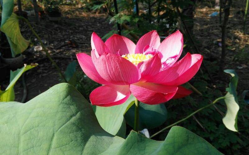 采莲诗赠友看朱成碧-第1张图片-波音达百科