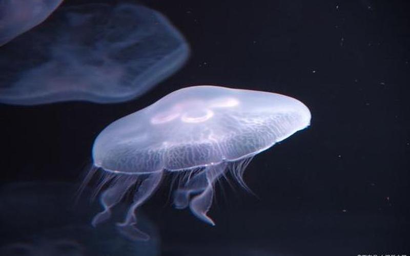 什么海洋动物没有心脏-第1张图片-波音达百科