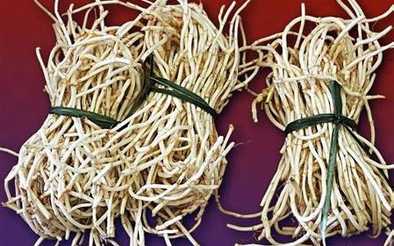 鱼腥草到底多可怕-第1张图片-波音达百科