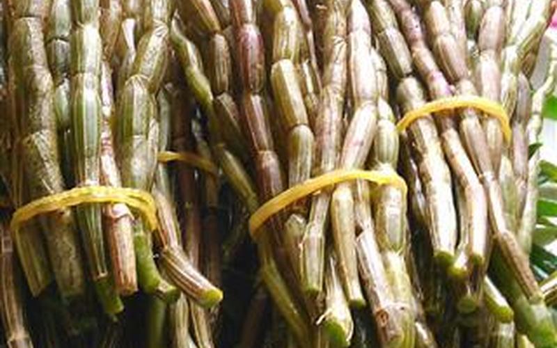 石斛的产地是哪里的好-第1张图片-波音达百科