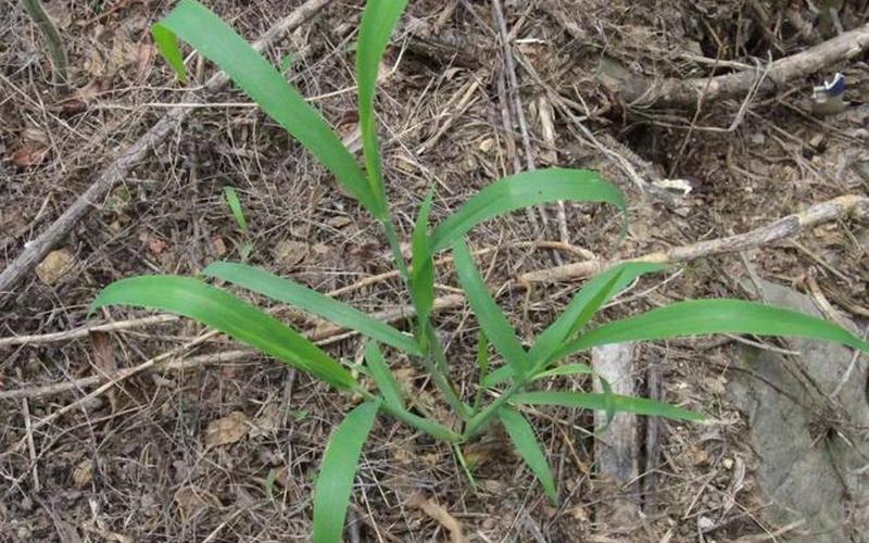 马唐草功效与作用-第1张图片-波音达百科