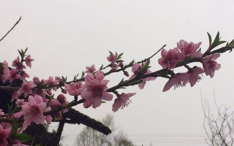 小桃初破两三花深浅散余霞的意思-第1张图片-波音达百科