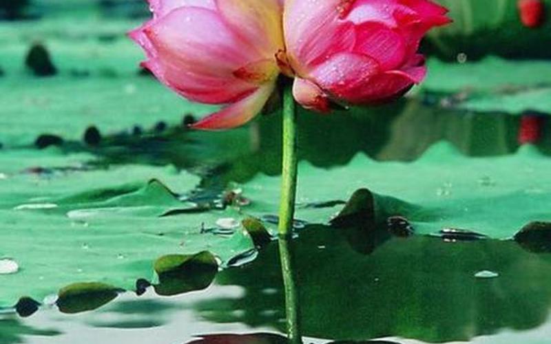 声色犬马打一个生肖-第1张图片-波音达百科