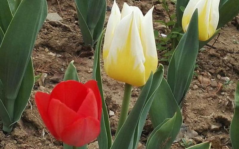 兰陵美酒郁金香的意思-第1张图片-波音达百科