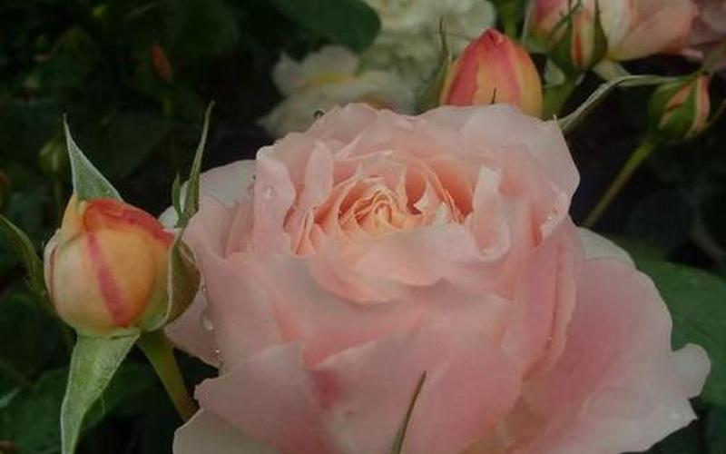 娇艳欲滴什么意思-第1张图片-波音达百科