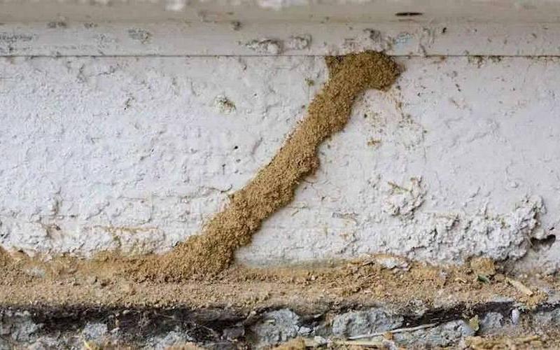 守护森林不被白蚁破坏的是-第1张图片-波音达百科