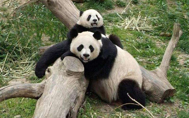美国养死了几只熊猫了-第1张图片-波音达手游百科
