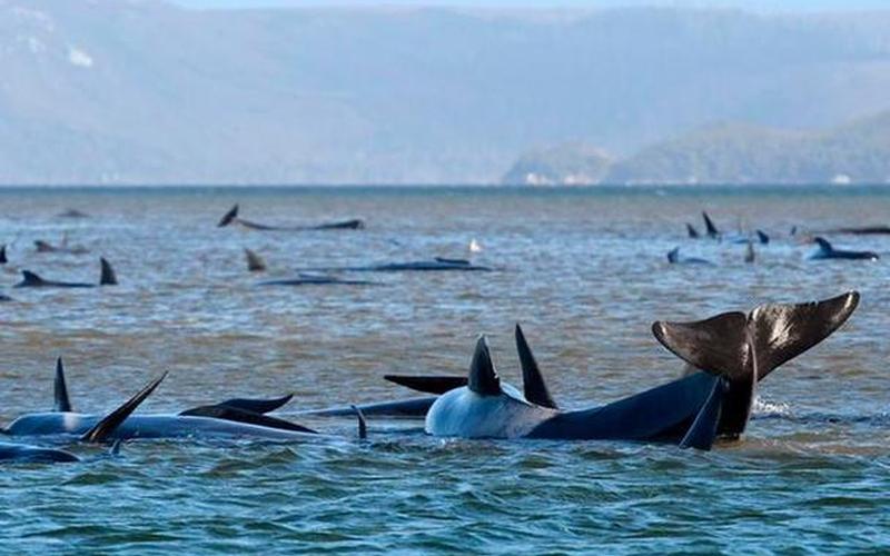 大连海水已有核污染吗-第1张图片-波音达百科