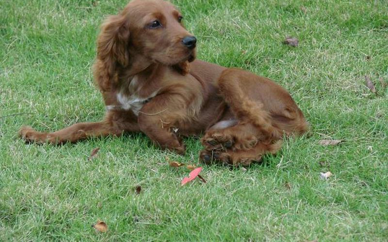 可卡是用什么制成的-第1张图片-波音达百科