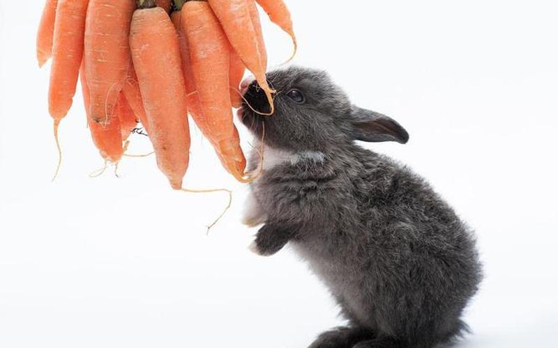 什么姿势可以吃到小兔子-第1张图片-波音达百科