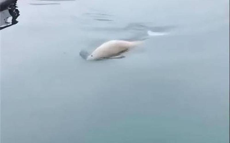 雅安疫情最新消息今天封城了-第1张图片-波音达百科