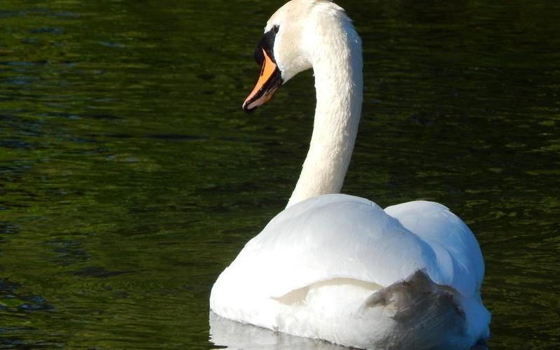 雪白雪白的什么的-第1张图片-波音达百科