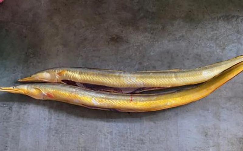 被称为软黄金的鱼类是什么-第1张图片-波音达百科