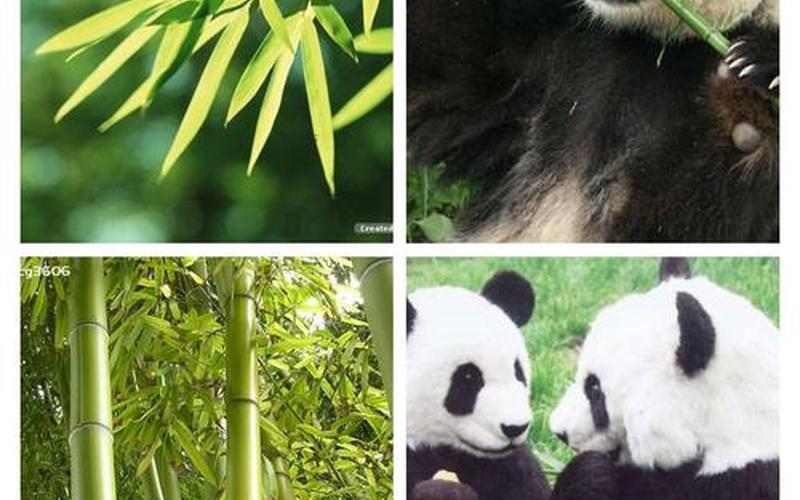 熊猫吃的竹子是草还是树-第1张图片-波音达百科