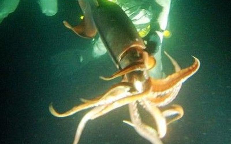 鱿鱼和鲨鱼是同一类动物吗-第1张图片-波音达百科