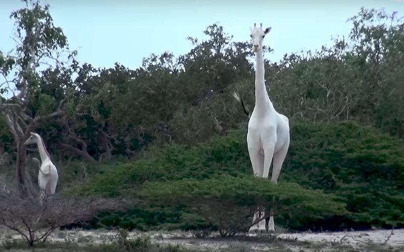 最后一只白色长颈鹿-第1张图片-波音达百科