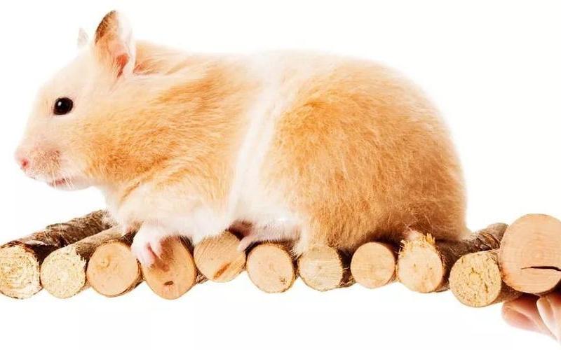 不忎不忈什么意思-第1张图片-波音达百科