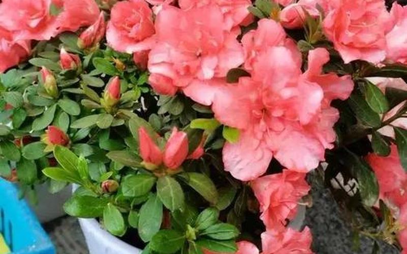 杜鹃花多少钱一株-第1张图片-波音达百科