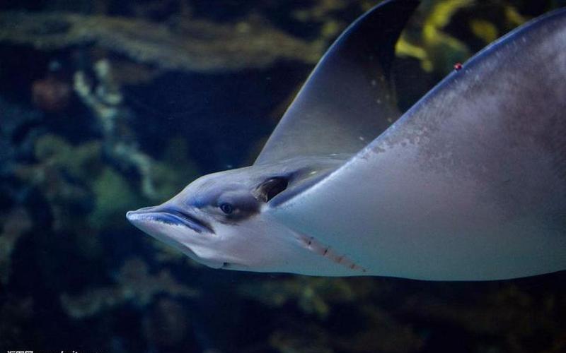 魔鬼鱼又叫什么鱼-第1张图片-波音达百科