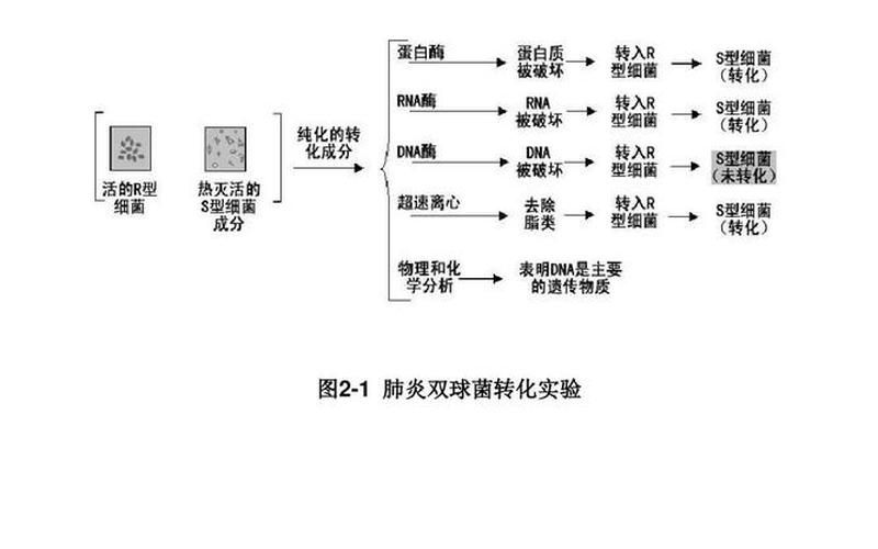 肺炎双球菌转化实验-第1张图片-波音达百科