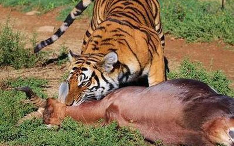 哪种动物天生就是高血压-第1张图片-波音达百科