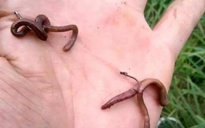 蚯蚓打结是什么意思-第1张图片-波音达百科
