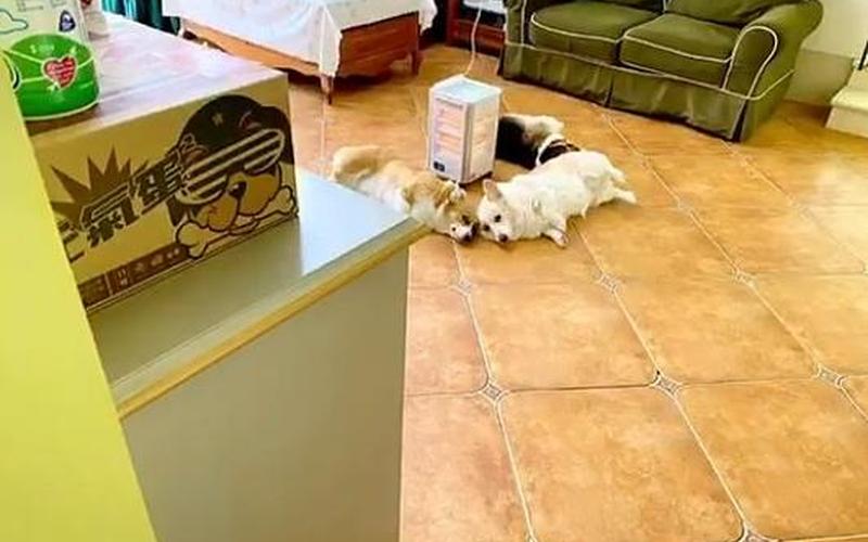 狗狗取暖毛被烤焦-第1张图片-波音达百科