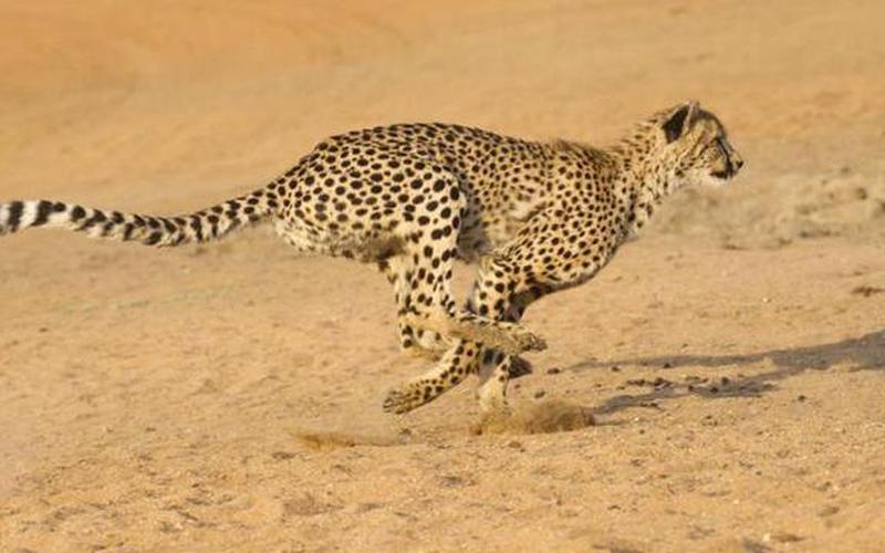 趁火打劫打一生肖-第1张图片-波音达百科