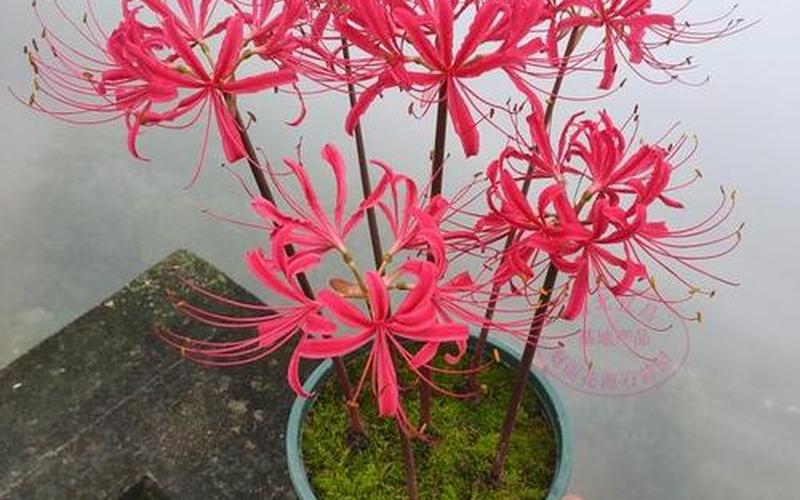 代表毁灭与重生的花-第1张图片-波音达百科