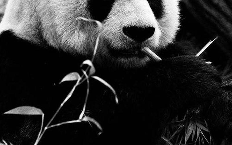 大熊猫为什么是黑白色-第1张图片-波音达百科