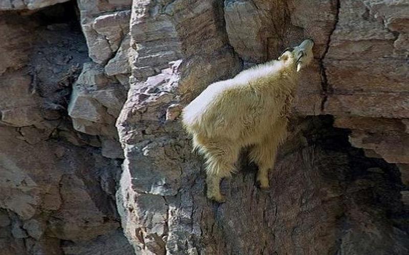 羊吃了毒蜘蛛怎么办-第1张图片-波音达百科