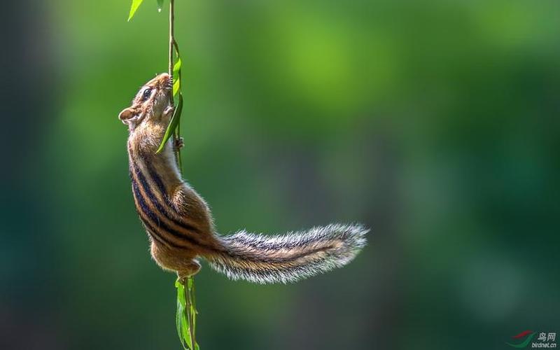 攀高枝儿是什么生肖-第1张图片-波音达百科