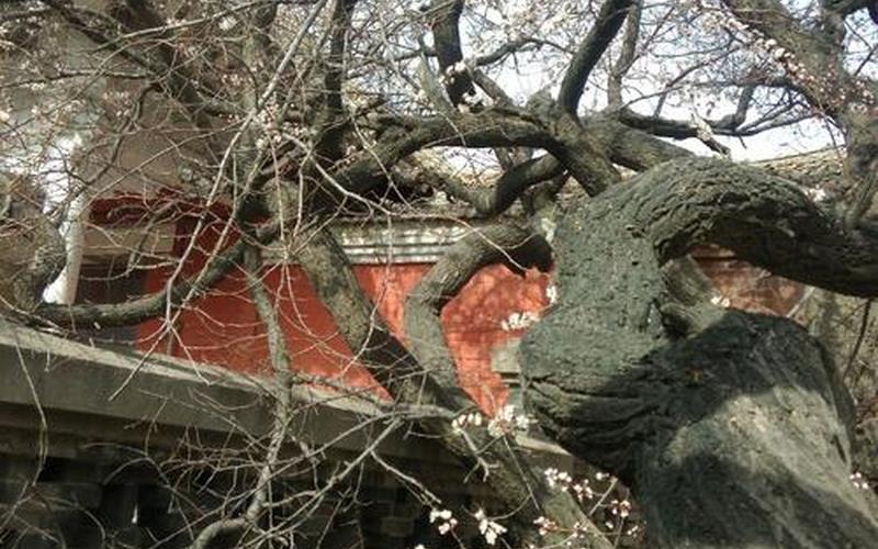 老干虬枝什么意思-第1张图片-波音达百科