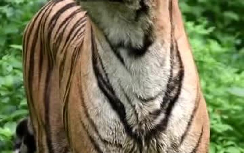 叱咤风云是什么动物-第1张图片-波音达百科