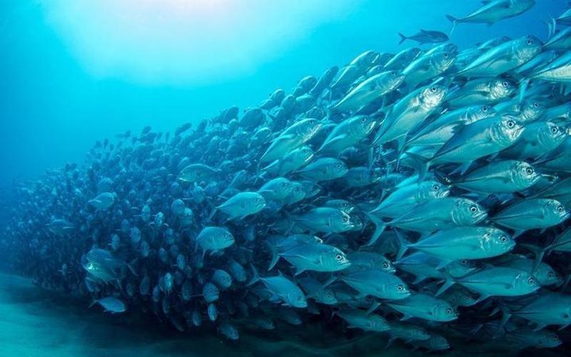 海洋生物资源最丰富的大洋-第1张图片-波音达百科