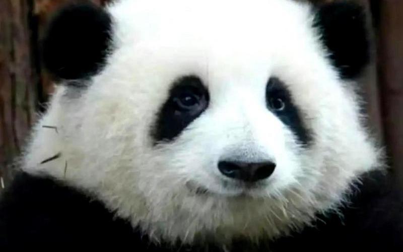 大熊猫的外貌特征-第1张图片-波音达手游百科