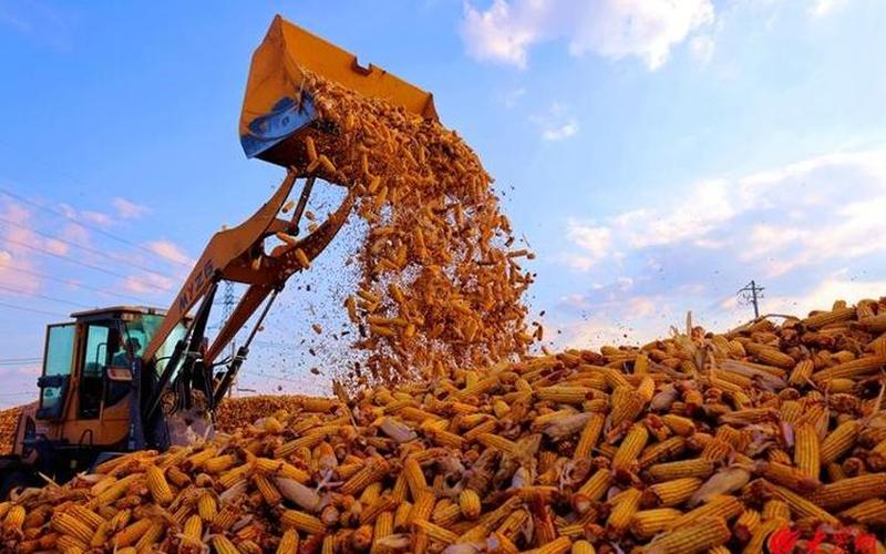 中国玉米亩产纪录刷新-第1张图片-波音达百科