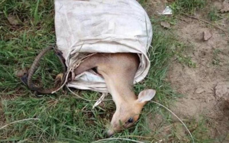 网曝二级保护动物獐被活体取奶-第1张图片-波音达百科