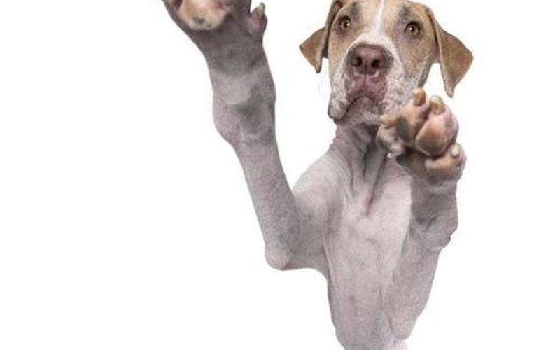 残体的动物有哪些-第1张图片-波音达百科