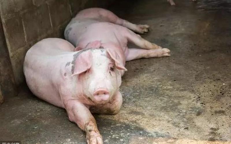 世界上的猪都死光了-第1张图片-波音达百科