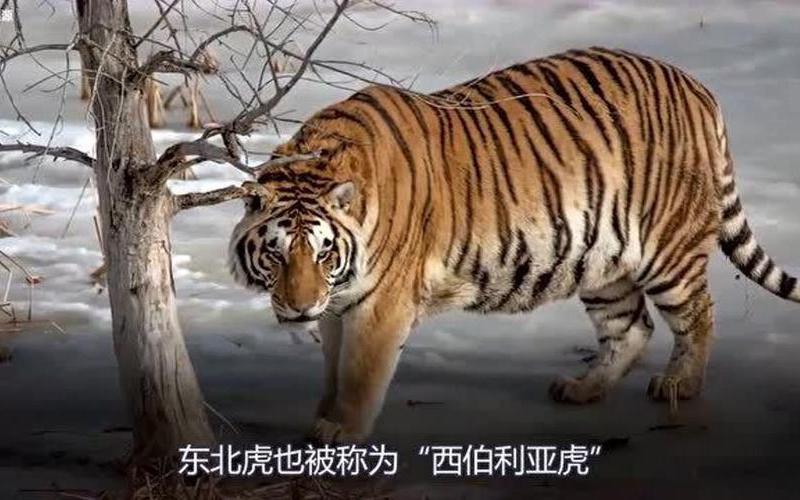 更大的老虎会是谁-第1张图片-波音达百科