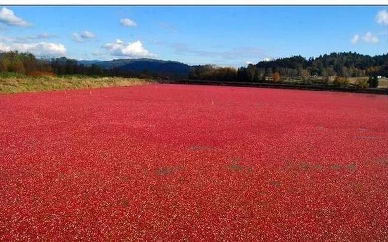 蔓越莓的营养价值-第1张图片-波音达百科