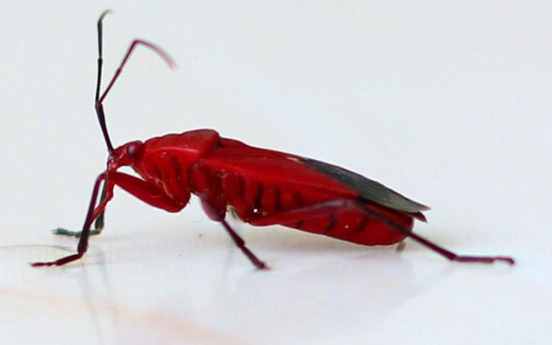 为什么床上会出现红色的小虫-第1张图片-波音达百科