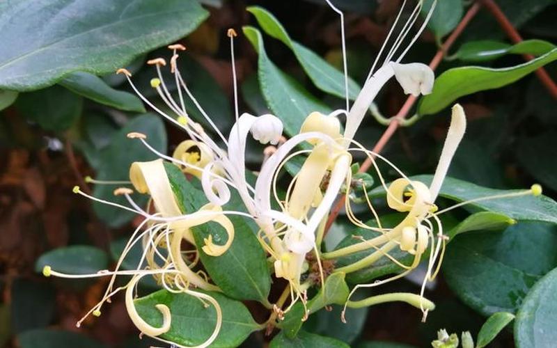 忍冬花又被称为金银花是因为-第1张图片-波音达百科