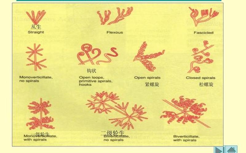 放线菌的形态特征-第1张图片-波音达百科
