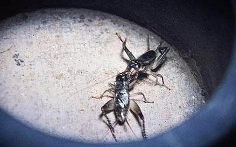 蟋蟀大战猜一个字-第1张图片-波音达百科